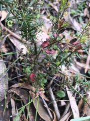 Hibbertia exutiacies