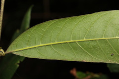 Dysoxylum rufum