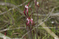Caladenia chapmanii