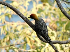 Melanerpes chrysogenys