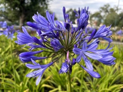 Agapanthus