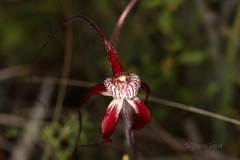 Caladenia chapmanii