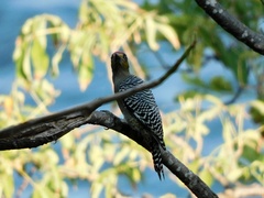 Melanerpes chrysogenys