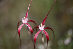 Caladenia chapmanii