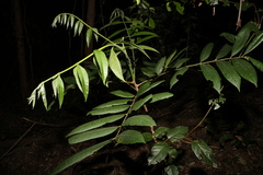 Dysoxylum rufum