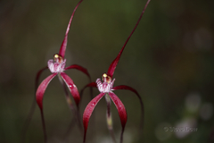 Caladenia chapmanii