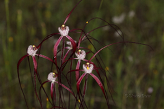 Caladenia chapmanii