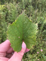 Vitis cinerea baileyana