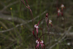 Caladenia chapmanii