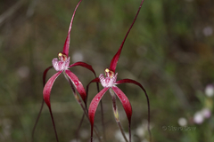 Caladenia chapmanii