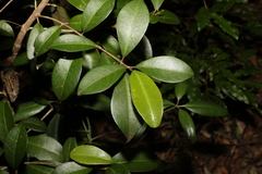 Acronychia pauciflora