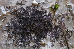 Frullania eboracensis
