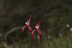 Caladenia chapmanii