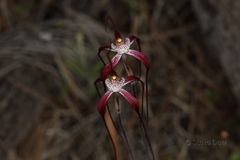 Caladenia chapmanii