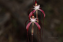 Caladenia chapmanii