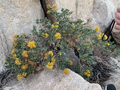 Ericameria cuneata spathulata