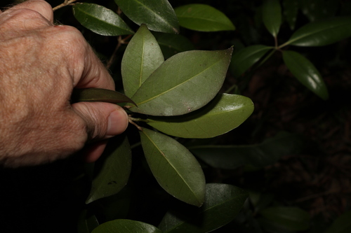Image of Acronychia pauciflora by (c) Greg Tasney, some rights reserved (CC BY-SA)