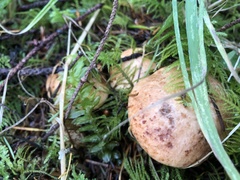 Suillus caerulescens