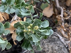 Ericameria cuneata spathulata