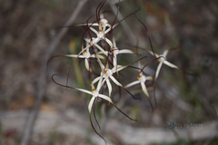 Caladenia dimidia