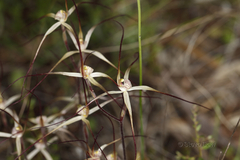 Caladenia dimidia