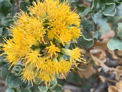 Ericameria cuneata spathulata