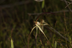 Caladenia varians