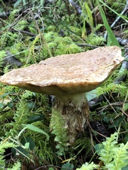 Suillus caerulescens