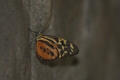 Tithorea harmonia