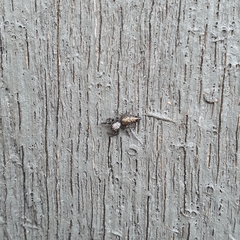 Opisthoncus polyphemus