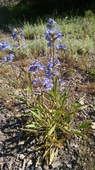 Penstemon
