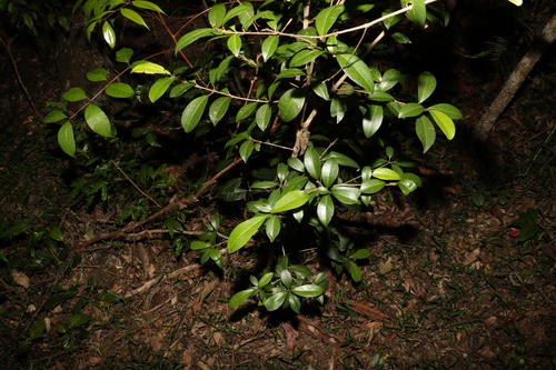 Image of soft acronychia by (c) Greg Tasney, some rights reserved (CC BY-SA)