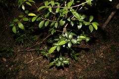 Acronychia pauciflora
