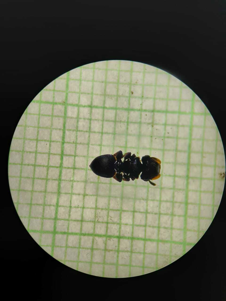Cephalotes cordatus