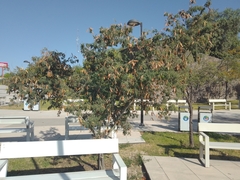 Vachellia farnesiana