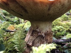 Suillus caerulescens