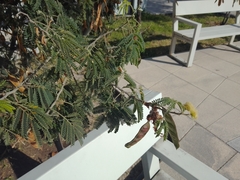 Vachellia farnesiana