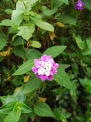 Lantana rugosa