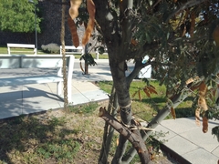 Vachellia farnesiana