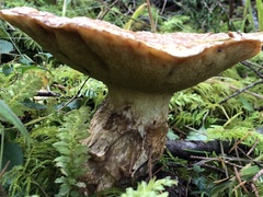 Suillus caerulescens