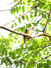 Trogon caligatus