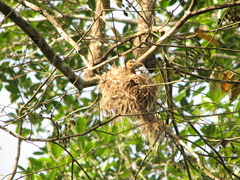 Pachyramphus cinnamomeus