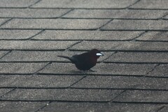 Ramphocelus carbo