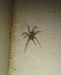 Tegenaria domestica