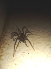 Tegenaria domestica