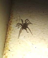 Tegenaria domestica