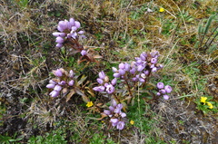 Gentianella foliosa