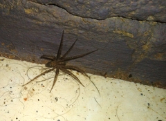 Tegenaria domestica