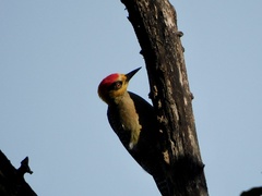 Melanerpes chrysogenys