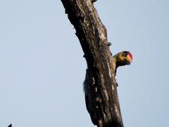 Melanerpes chrysogenys